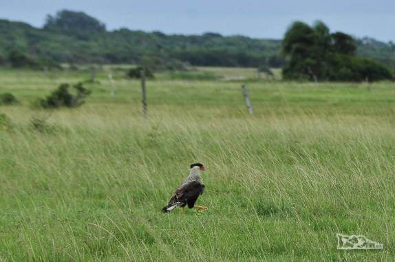 Ave de rapina no Parque Nacional da Lagoa do Peixe, no sul do Rio Grande do Sul, entre a Lagoa dos Patos e o Oceano Atlântico